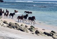 Wisata Sumba Barat 2026: Itinerary Hemat 3 Hari Menjelajahi Prai Ijing, Pantai Marosi, dan Laguna Weekuri